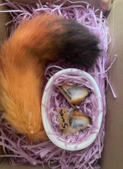 BJD Fox Ears and Tail for MSD/SD/70cm Ball-jointed Doll